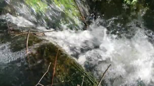 Hasselnöt Blossom Och Creek Våren — Stockvideo