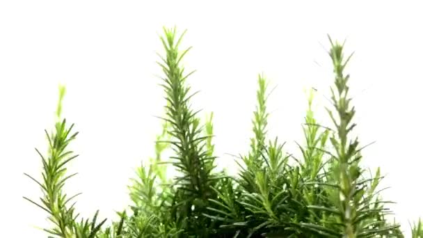 Mediterranean Herbs Turn Table — Stock Video