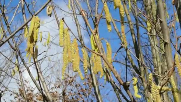 Hazelnut Blossom Spring Blue Sky — Stock Video