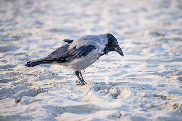Cuervo Encapuchado Una Playa Del Mar Báltico Polonia — Foto de Stock