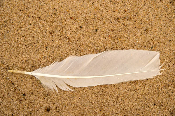 Feather Sand Beach Stock Photo