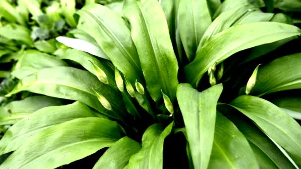 Wild Garlic Spring Vegetable Medicinal Herb German Forest — Stock Video
