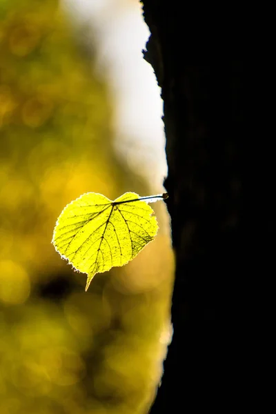 Sonbahar Kireç Ağacı Yaprak Arkada Hafif Boyalı — Stok fotoğraf