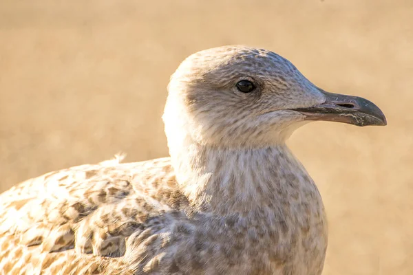 Zilvermeeuw Jonge Vogel Een Voetgangersgebied Polen — Stockfoto