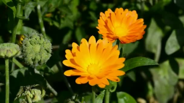 Flor Caléndula Preparación Aceite Caléndula Mortero — Vídeos de Stock