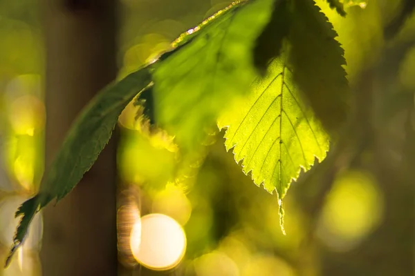 Feuille Hêtre Dans Lumière Arrière — Photo