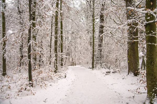Bosque Con Nieve Invierno Profundo Alemania —  Fotos de Stock