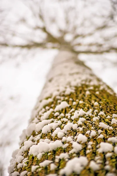 Snowhat Buk Kora — Zdjęcie stockowe