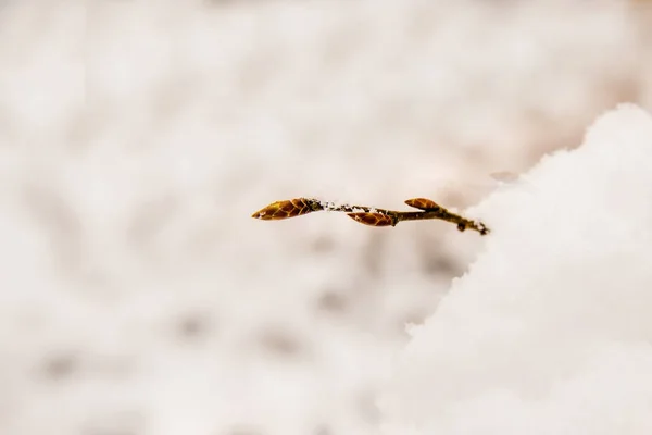 Bud Tree Snow — Stock Photo, Image