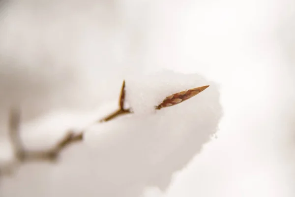 Снежная Шапка Бутоне Дерева — стоковое фото
