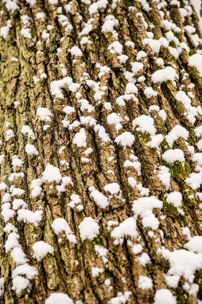 Дуб Зимнее Время Кора Соплями — стоковое фото