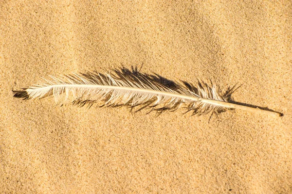 Feather Beach Royalty Free Stock Photos