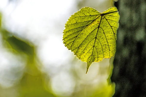 Autumnal Painted Lime Tree Leaf Back Light — Stock Photo, Image