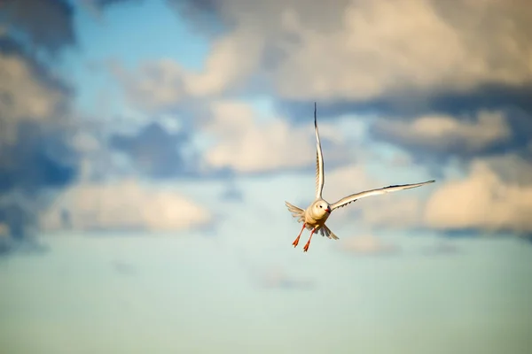 Schwarzkopfmöwe Fliegt Blauen Himmel Über Der Ostsee Polen — Stockfoto