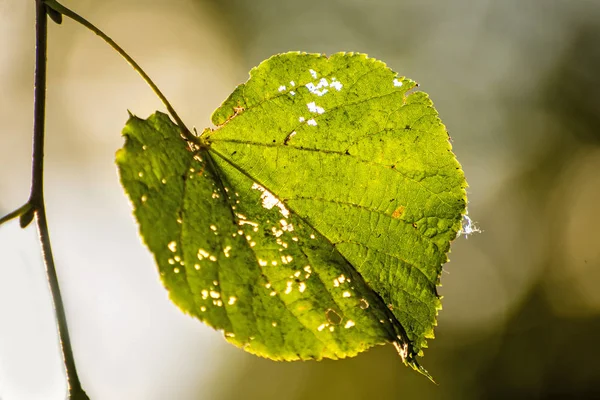 Autumnal Painted Lime Tree Leaf Back Light — Stock Photo, Image