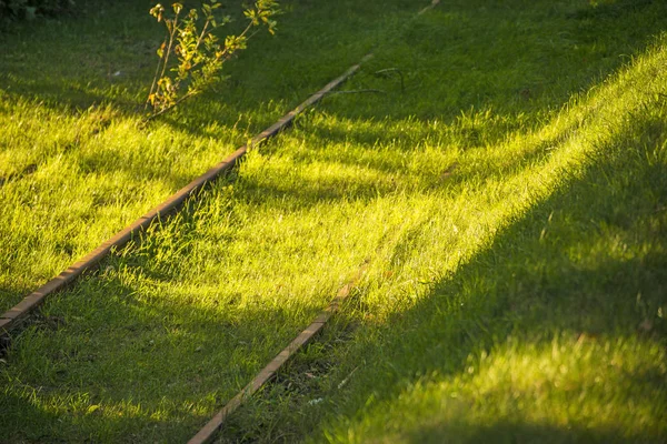 Vieux Rails Recouverts Herbe Dans Lumière Ombre — Photo