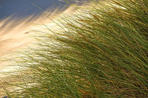 Hierba Marram Europea Contraluz Con Cielo Azul — Foto de Stock