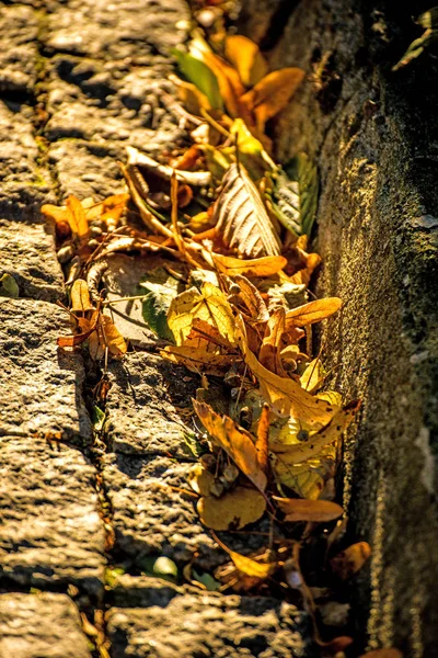 Осенние Окрашенные Листья Улице — стоковое фото