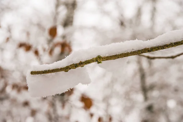 木の枝の雪帽子 — ストック写真