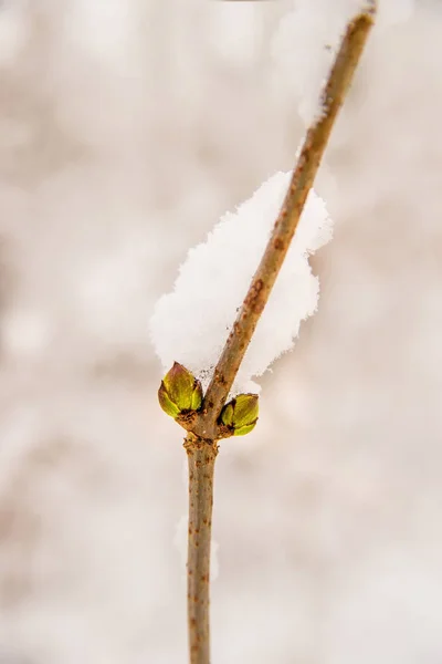 Schneemütze Auf Einer Baumknospe — Stockfoto