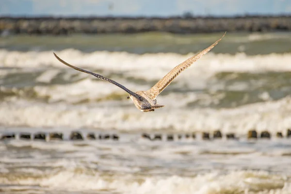 Gaviota Arenque Ave Joven Volando Sobre Las Ingles Mar Báltico — Foto de Stock
