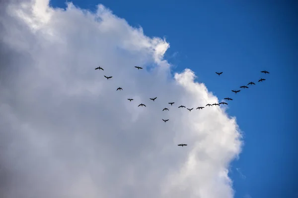 Kormorane Himmel — Stockfoto