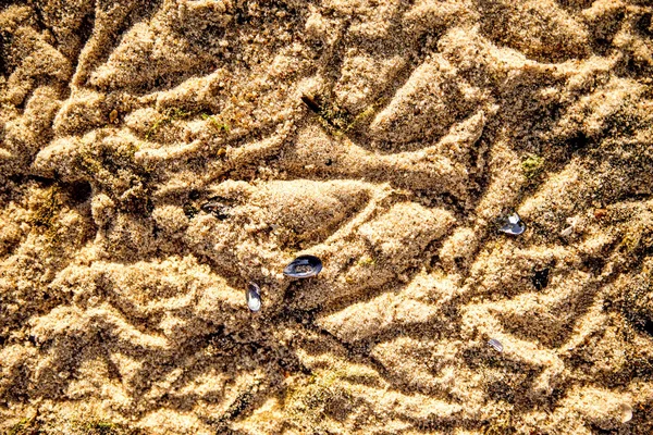 Våta Sanden Strand Med Mönster Och Snäckor — Stockfoto