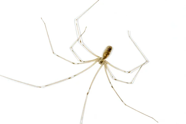 Daddy long legs spider hi-res stock photography and images - Alamy