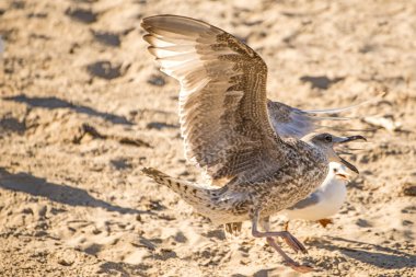 Baltık Denizi'nin bir plajda ringa martı 