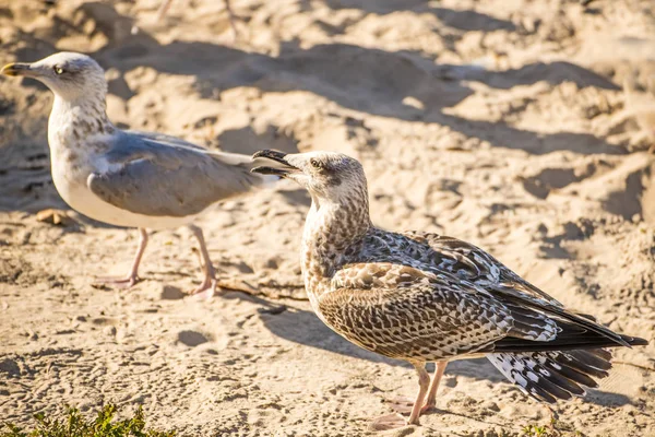 Zilvermeeuw Een Strand Van Baltische Zee — Stockfoto