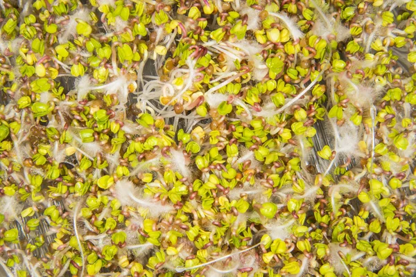 Radish Sprouts Closeup Germs — Stock Photo, Image