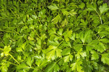 Maydanoz, closeup ot 