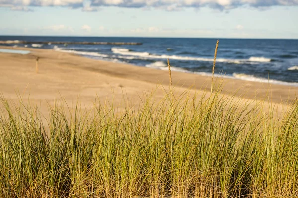 Plage Mer Baltique Avec Plage Herbe — Photo