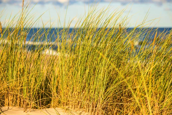 Plaży Morza Bałtyckiego Trawy Plaży — Zdjęcie stockowe