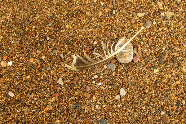 Piuma Una Spiaggia — Foto Stock