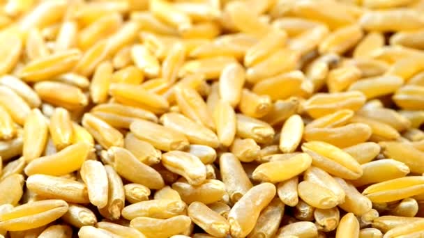 Khorasan Wheat Turn Table — Stock Video