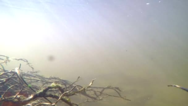 Underwater Skott Liten Bäck Med Solen Strålar — Stockvideo