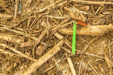 bir plaj plastik atık