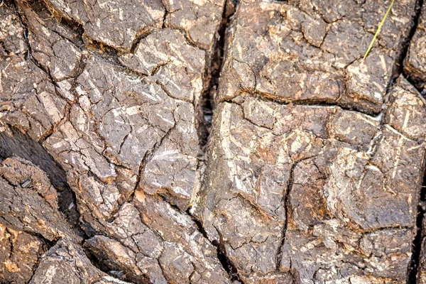 Bark Tree Cracks — Stock Photo, Image
