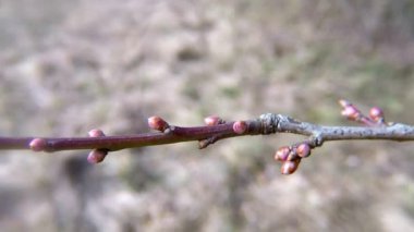 kapalı ağaç tomurcukları bahar
