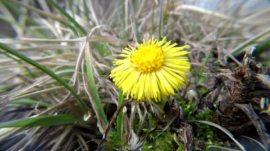 Coltsfoot, şifalı bitki, Almanya'da bahar çiçek