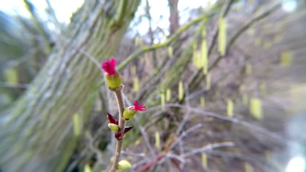 Цветение Фундука Весной Германии — стоковое видео