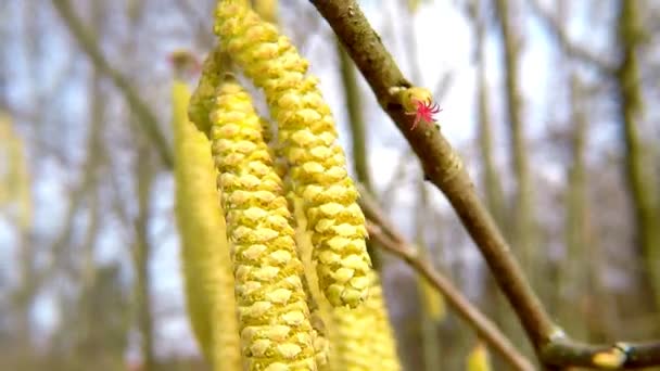 Orzechów Laskowych Kwitnąć Wiosną Niemczech — Wideo stockowe