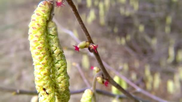 Fioritura Nocciole Primavera Germania — Video Stock