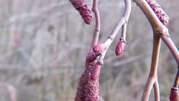 Aulne Fleurit Printemps Avec Vent — Video