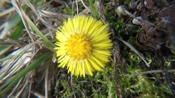 Coltsfoot Hierba Medicinal Flor Primavera Alemania — Vídeo de stock