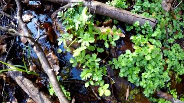 Cresson Herbe Fraîche Mangeable Plante Médicinale Printemps — Video