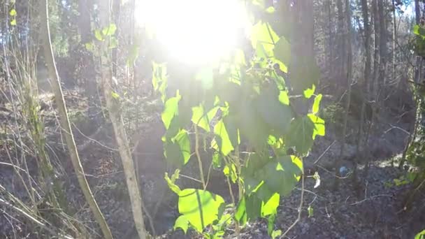 バックで木にぶら下がっている光アイビー — ストック動画