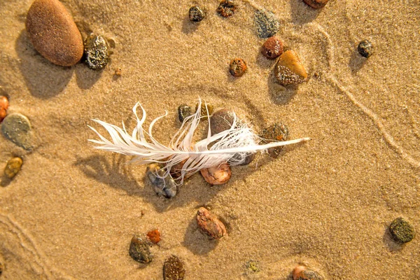 Peří Pláži Oblázky Písek — Stock fotografie