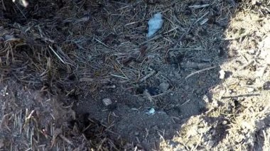 Bahar Almanya'da bir orman içinde karıncalar